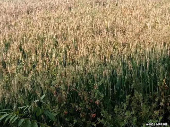 47度致命高温来袭？华北平原热透了！山东河南河北还适合居住吗(图4)