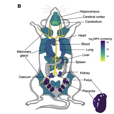 用一次性纸杯喝热水会摄入大量微塑料?来看浙大科学家的研究(图3)