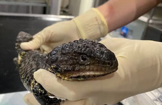 谎称塑料玩具的包裹里面居然是真实的野生动物？(图3)