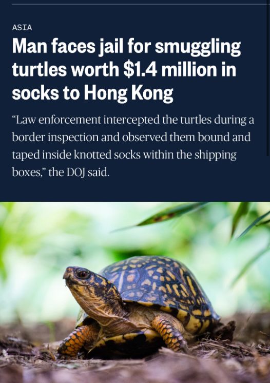 谎称塑料玩具的包裹里面居然是真实的野生动物？(图5)