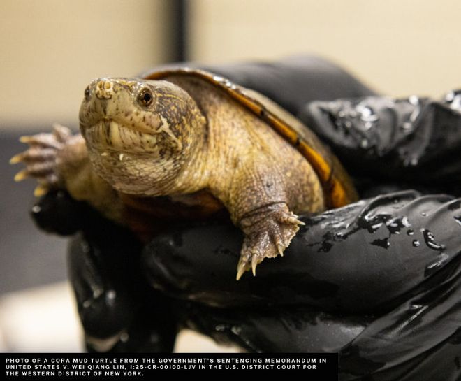 谎称塑料玩具的包裹里面居然是真实的野生动物？(图2)