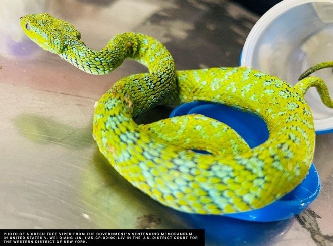 谎称塑料玩具的包裹里面居然是真实的野生动物？(图1)